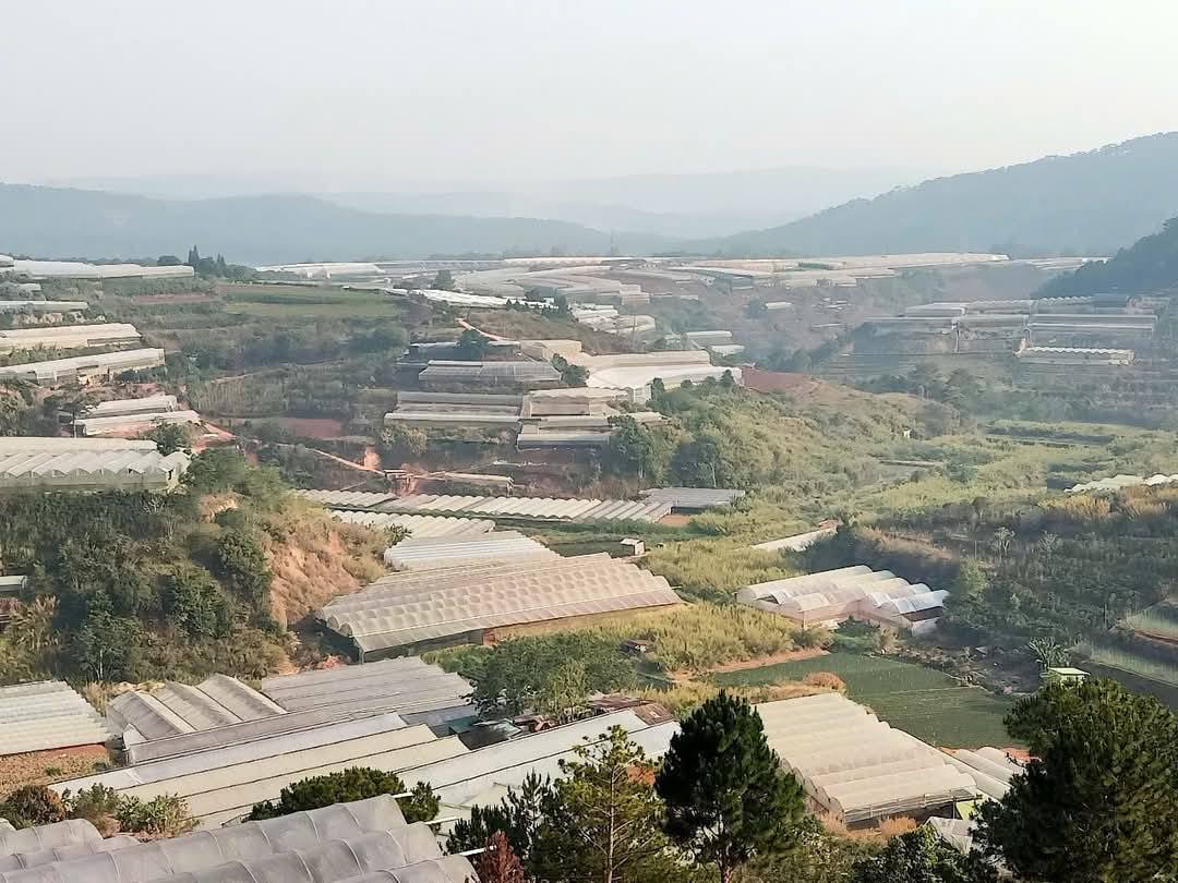 Cần Bán Gấp Đất rộng sổ riêng NN tại Trại Mát, Đà Lạt 4500m2 giá 1,6tỷ/sào - Ảnh 3